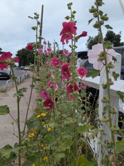 PXL 20250714 100246679